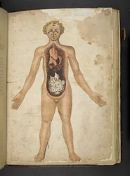 Die inneren Organe eines Menschen, aus 