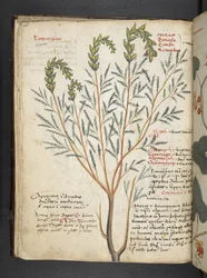 Ein Kräuterbuch, Belluno
