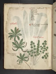 Ein Kräuterbuch, Belluno