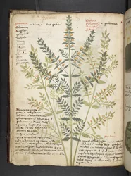 Ein Kräuterbuch, Belluno