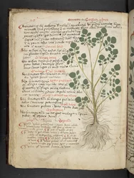 Ein Kräuterbuch, Belluno