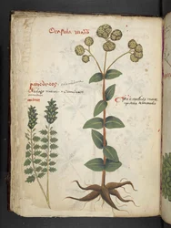 Ein Kräuterbuch, Belluno