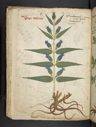 Ein Kräuterbuch, Belluno