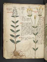 Add MS 41623 f.48v 
