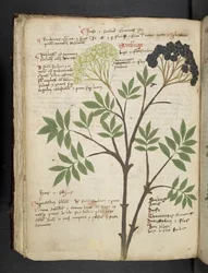 Ein Kräuterbuch, Belluno