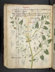 Add MS 41623 f.75v 