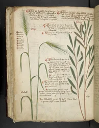 Orzo, aus Ein Kräuterbuch, Belluno