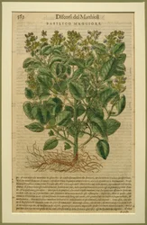 Basilikum, eine botanische Tafel aus den Discorsi von Pietro Andrea Mattioli, veröffentlicht in Venedig, 1570