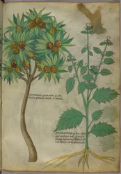 Botanische Illustration