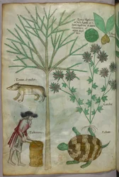 Botanische und Tierillustration von Pflanzen, einer Schildkröte, einem Mann und einem anderen Tier, um 1440
