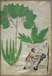 Botanische Illustration eines Mannes mit einer Axt, der Gestein bricht, um Alaun zu gewinnen, um 1440