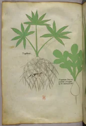Botanische Illustration, ca. 1440