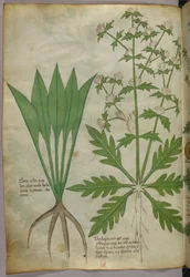 Botanische Illustration, ca. 1440