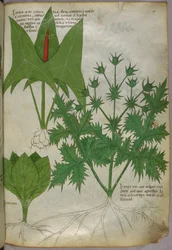 Botanische Illustration, um 1440