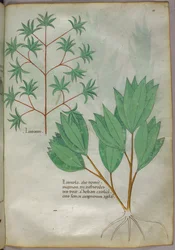 Botanische Illustration, um 1440