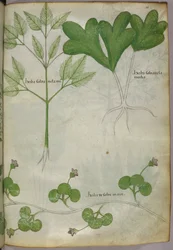 Botanische Illustration, um 1440