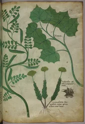Botanische Illustration, um 1440