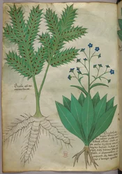 Botanische Illustration, ca. 1440