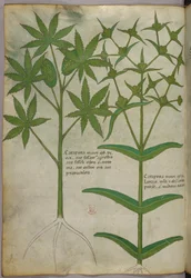 Botanische Illustration, ca. 1440
