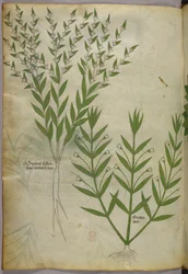 Botanische Illustration, ca. 1440