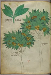 Botanische Illustration, ca. 1440