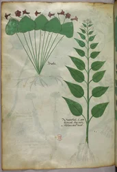 Botanische Illustration, um 1440