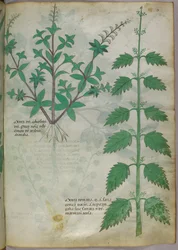 Botanische Illustration, um 1440
