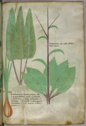 Botanische Illustration, um 1440