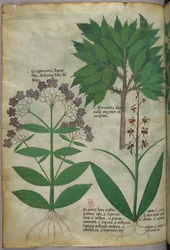 Botanische Illustration, um 1440