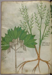 Botanische Illustration, um 1440