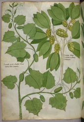 Botanische Illustration, um 1440