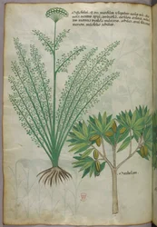 Botanische Illustration, um 1440