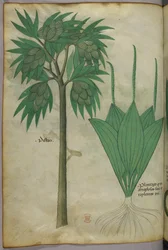 Botanische Illustration, um 1440
