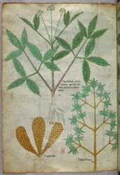 Botanische Illustration, um 1440