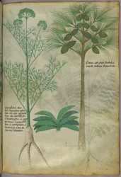 Botanische Illustration, um 1440