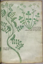 Botanische Illustration, um 1440