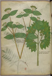 Botanische Illustration, um 1440