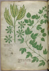 Botanische Illustration, um 1440