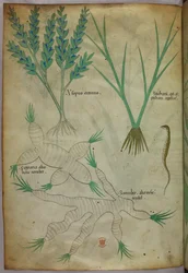 Botanische Illustration, um 1440