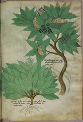 Botanische Illustration, um 1440