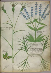 Botanische Illustration, um 1440