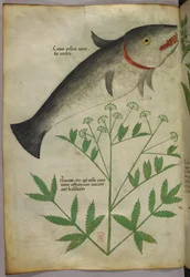 Botanische Illustration einer Pflanze und eines Fisches, um 1440