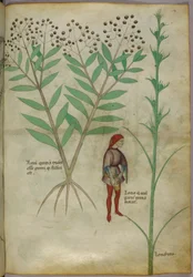 Botanische Illustration einer Pflanze und eines Mannes, der in einen Topf uriniert, ca. 1440