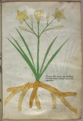 Botanische Illustration einer Pflanze, ca. 1440