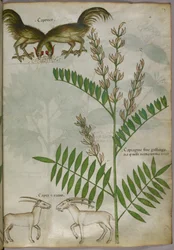 Botanische Illustration einer Pflanze, zwei Ziegen und zwei Vögel, um 1440