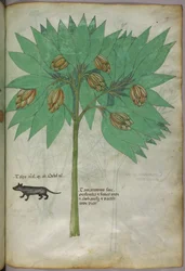 Botanische Illustration einer Pflanze mit einem Tier, um 1440