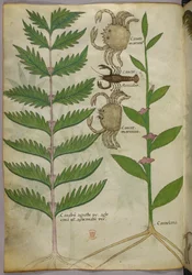 Botanische Illustration von Krabben und einem Skorpion, ca. 1440