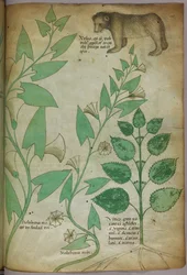 Botanische Illustration einer Pflanze mit einem Bären, um 1440