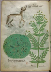 Botanische Illustration einer Pflanze mit Pferd, um 1440