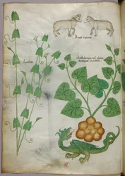 Botanische Illustration von Pflanzen, einem Drachen und Schafen, um 1440